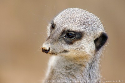 meerkat